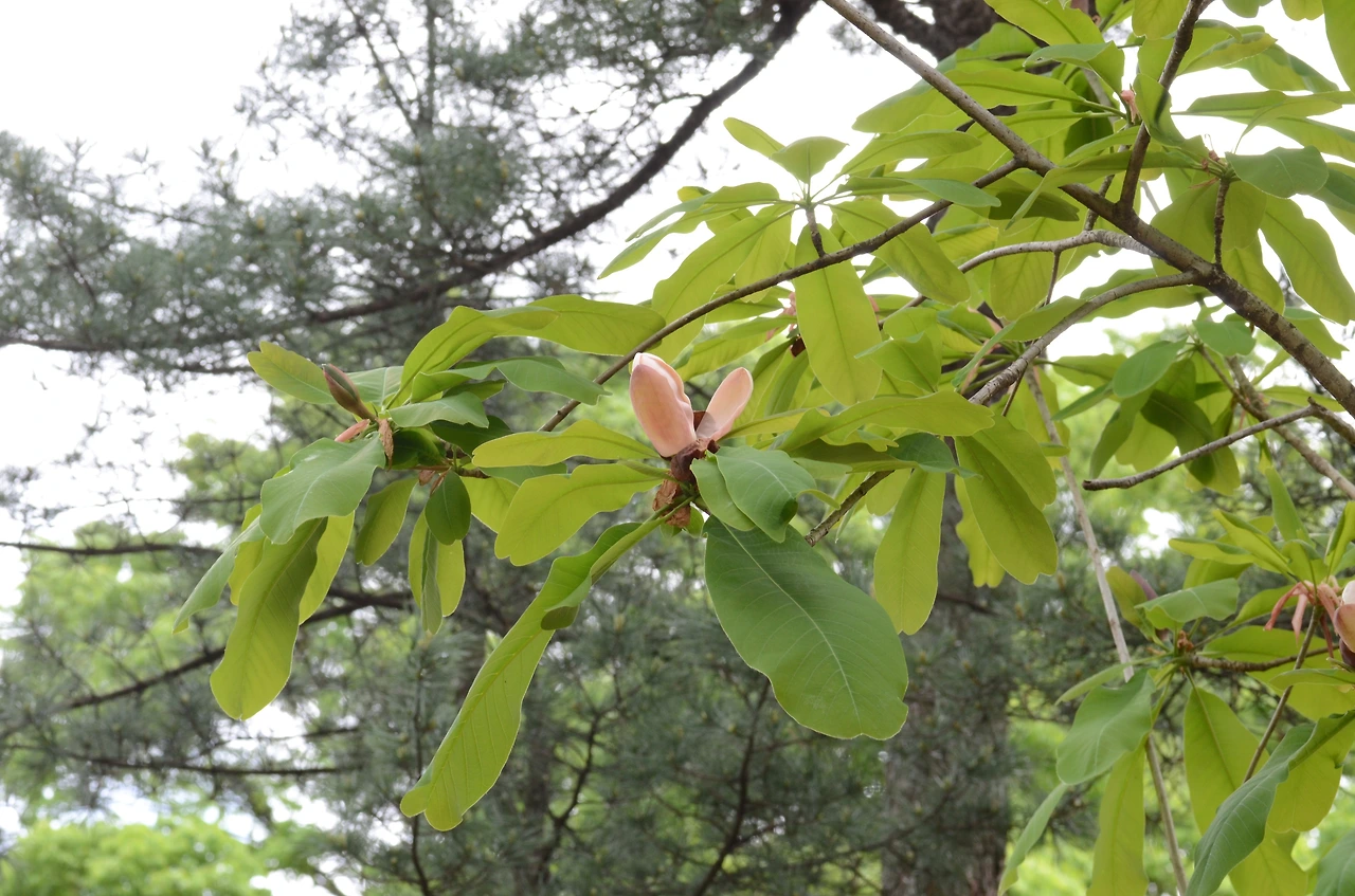 일본목련 (2).JPG