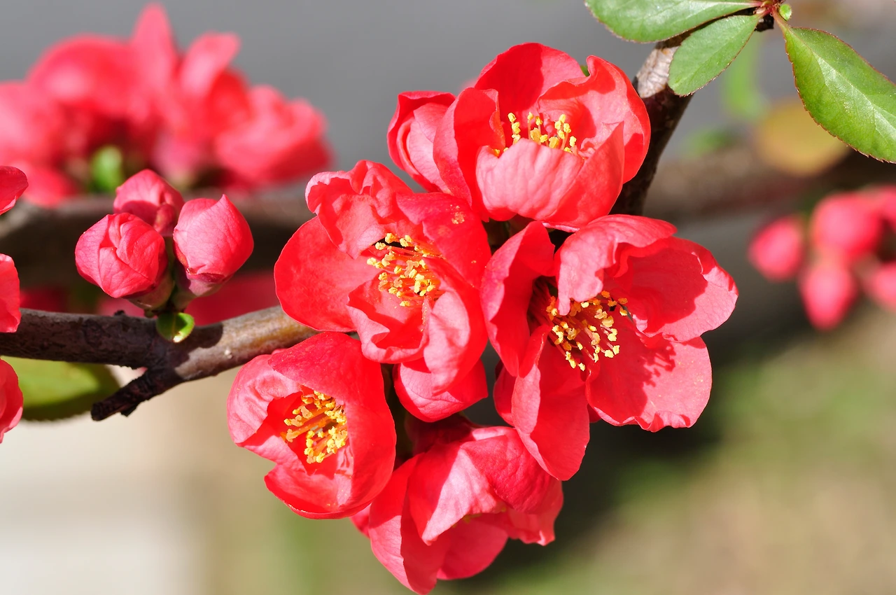 명자나무 (6).JPG