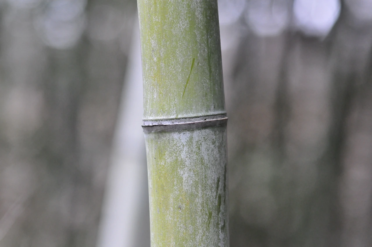 대나무_수피 (3).JPG