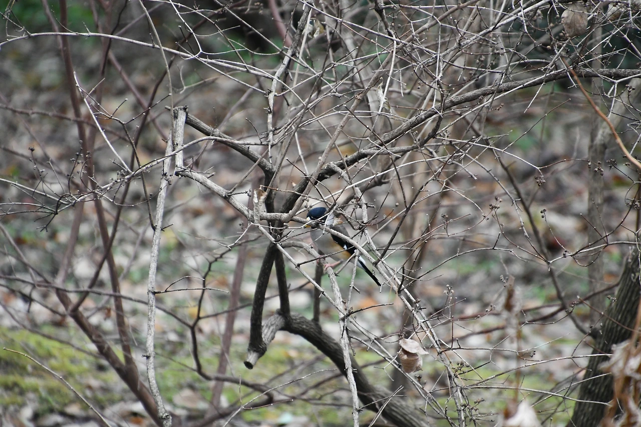 밀화부리 (12).JPG