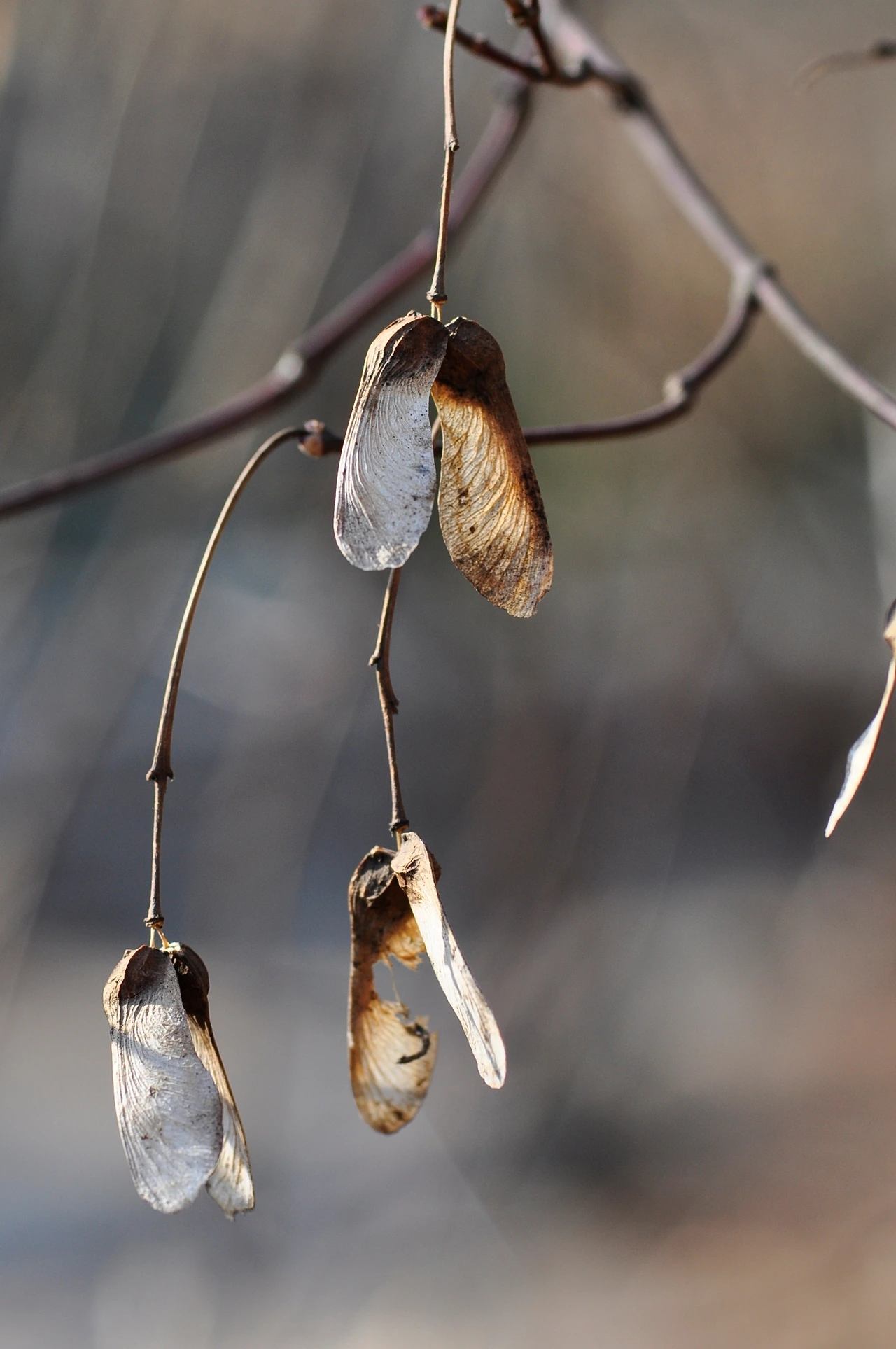 단풍나무 (3).JPG