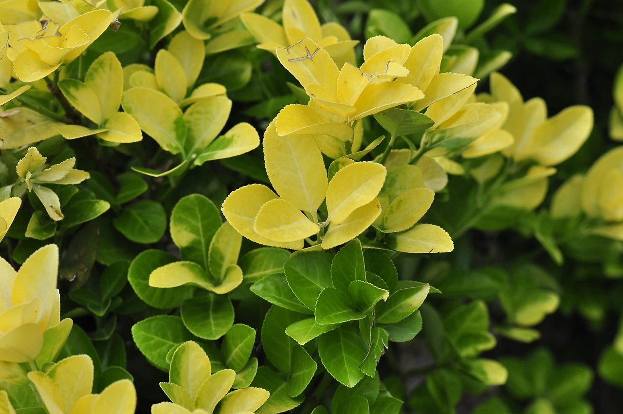 황금사철나무 (2).JPG