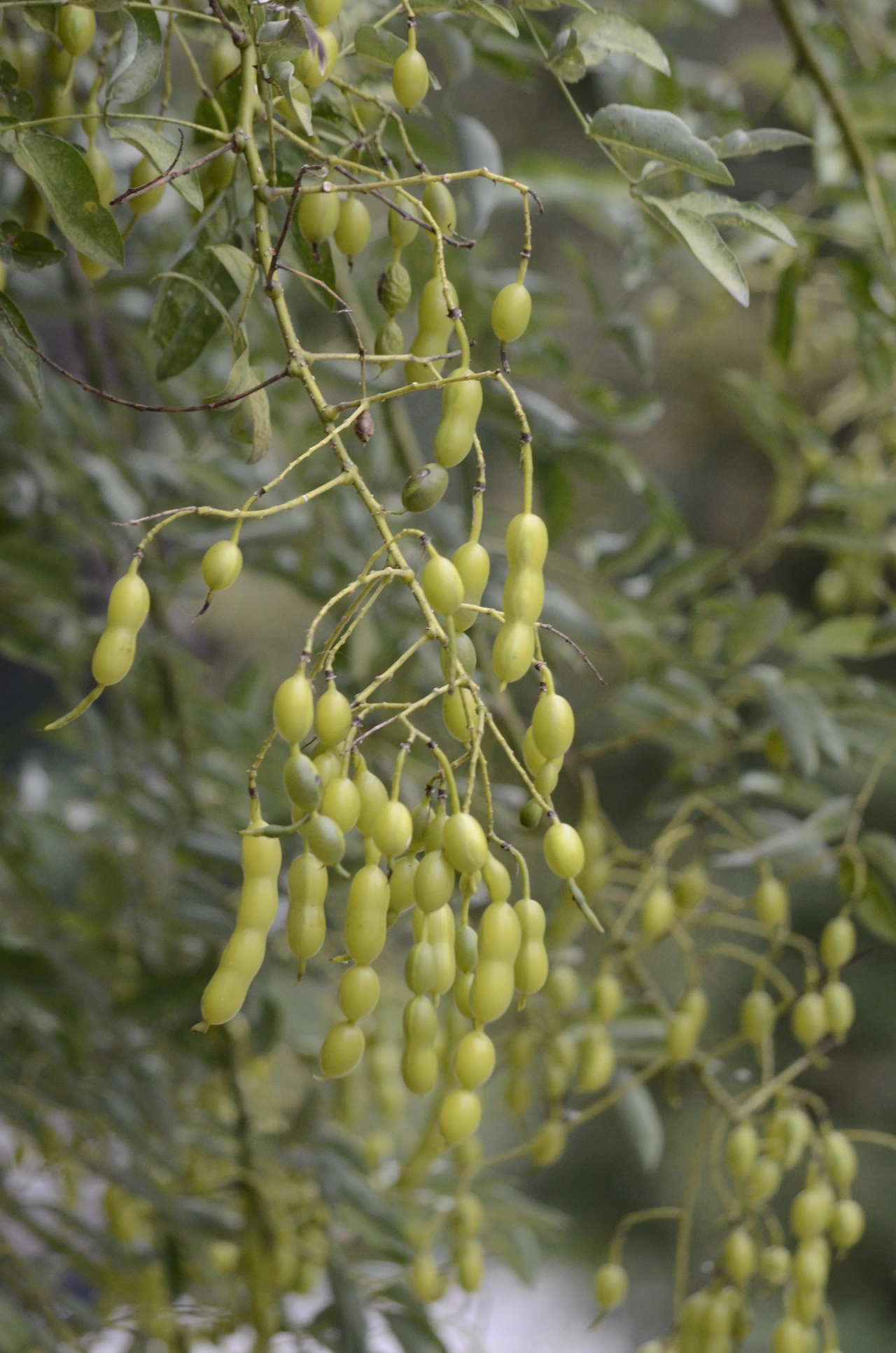 회화나무 (12).JPG