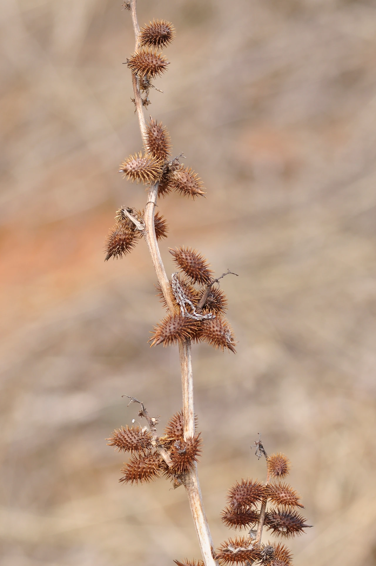 도꼬마리 (2).JPG