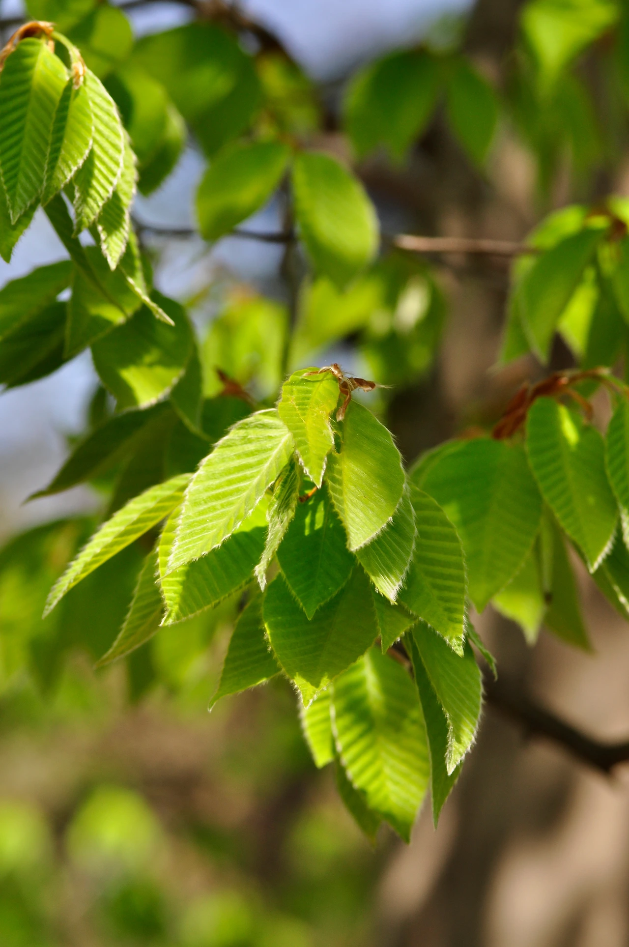 너도밤나무 (2).JPG