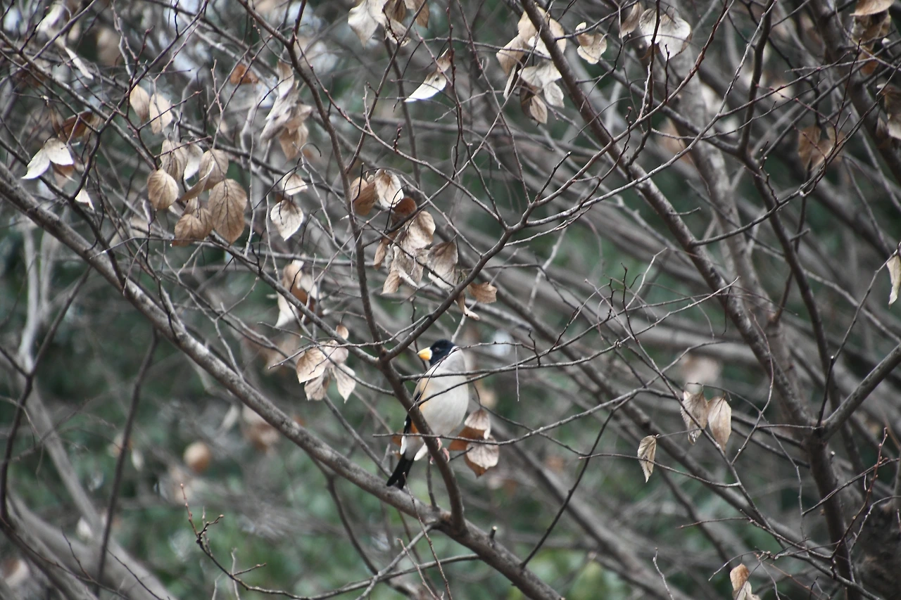 밀화부리 (3).JPG