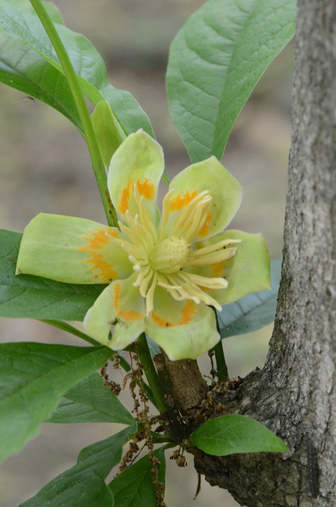 백합나무 (15).JPG