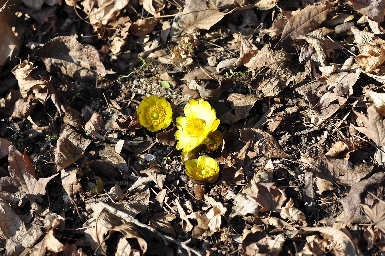 복수초 (6).JPG
