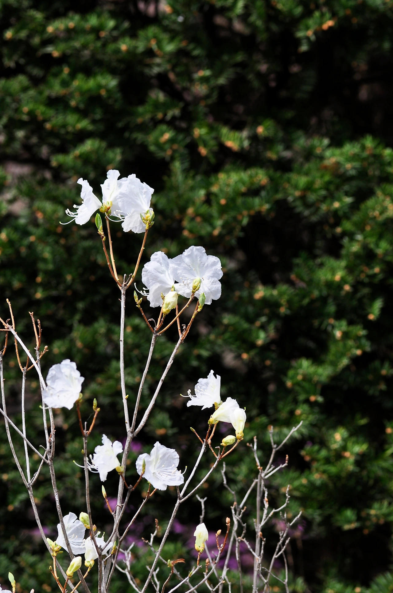 흰진달래 (6).JPG