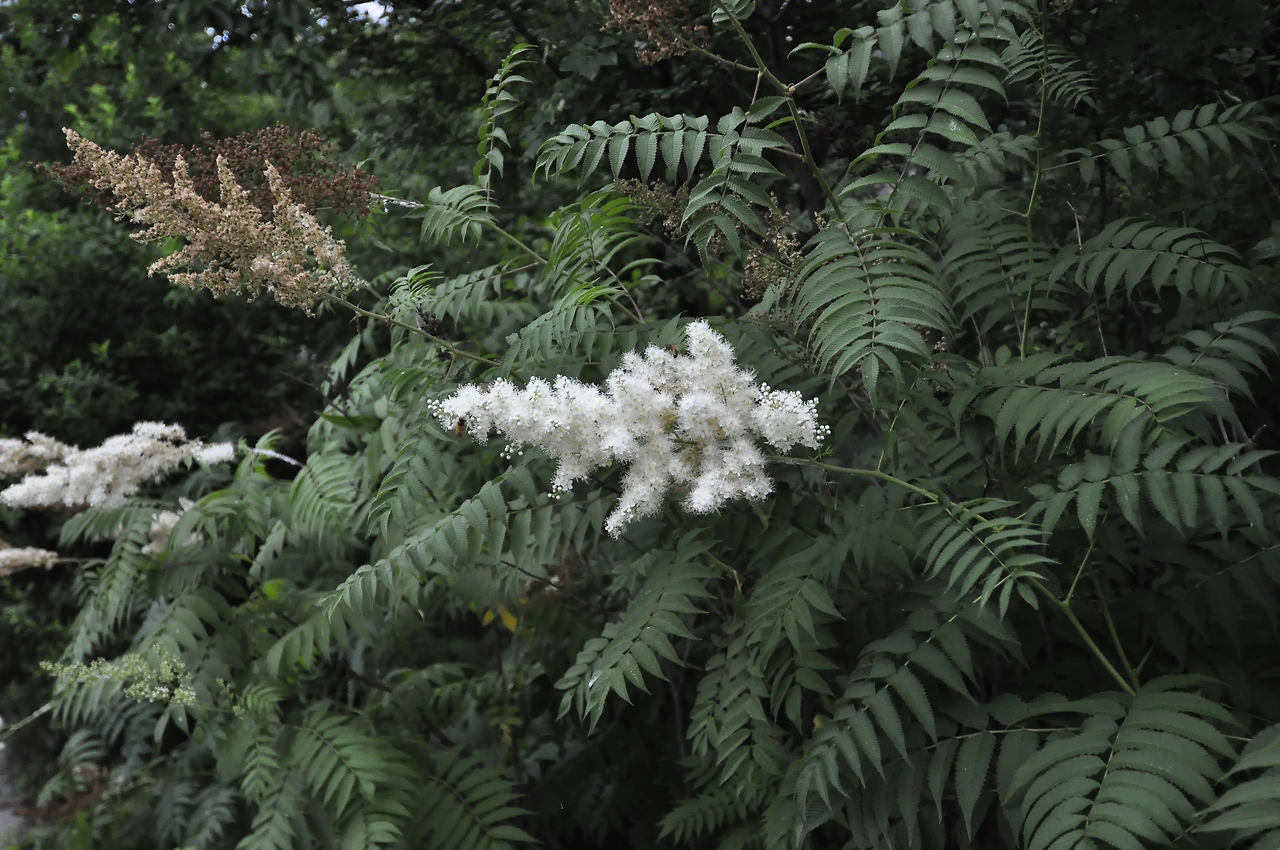 개쉬땅나무 (2).JPG