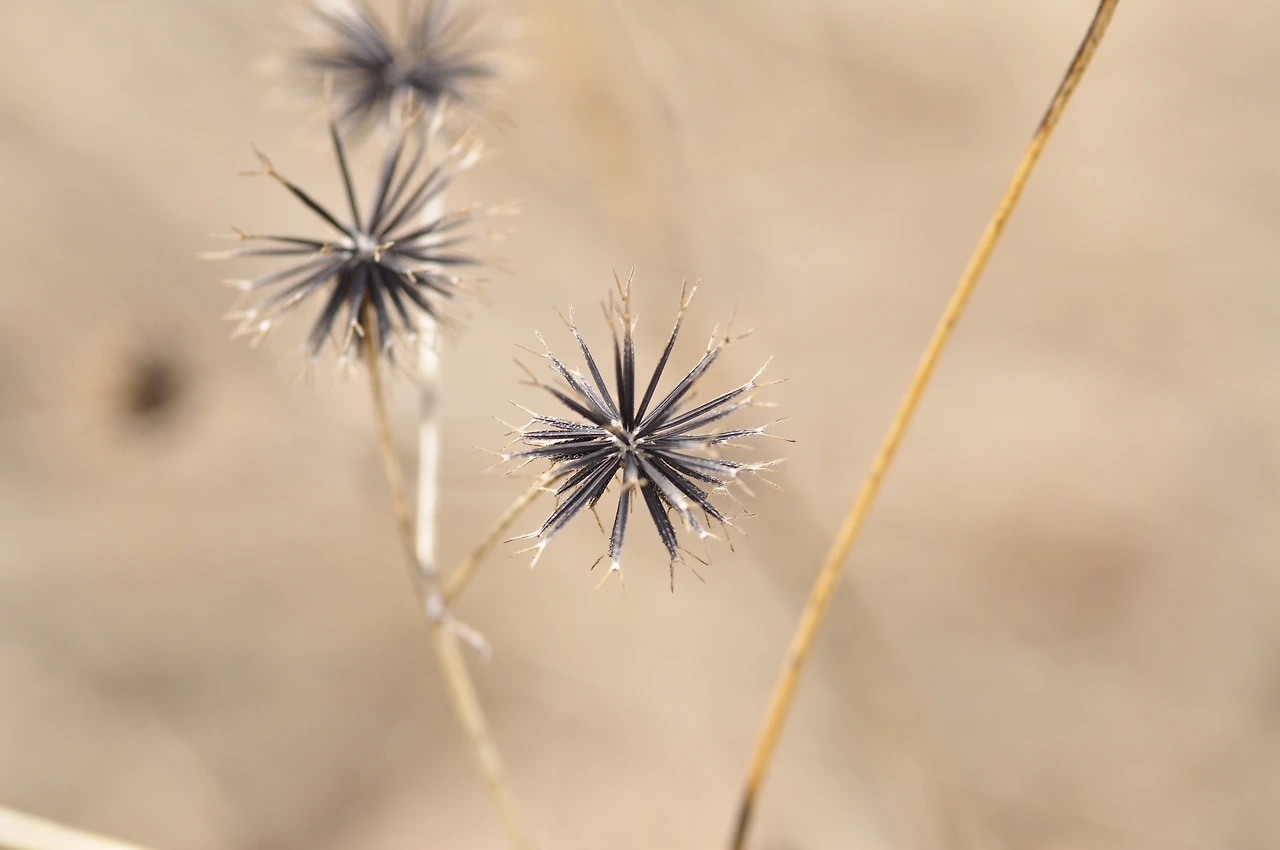 도깨비바늘 (3).JPG