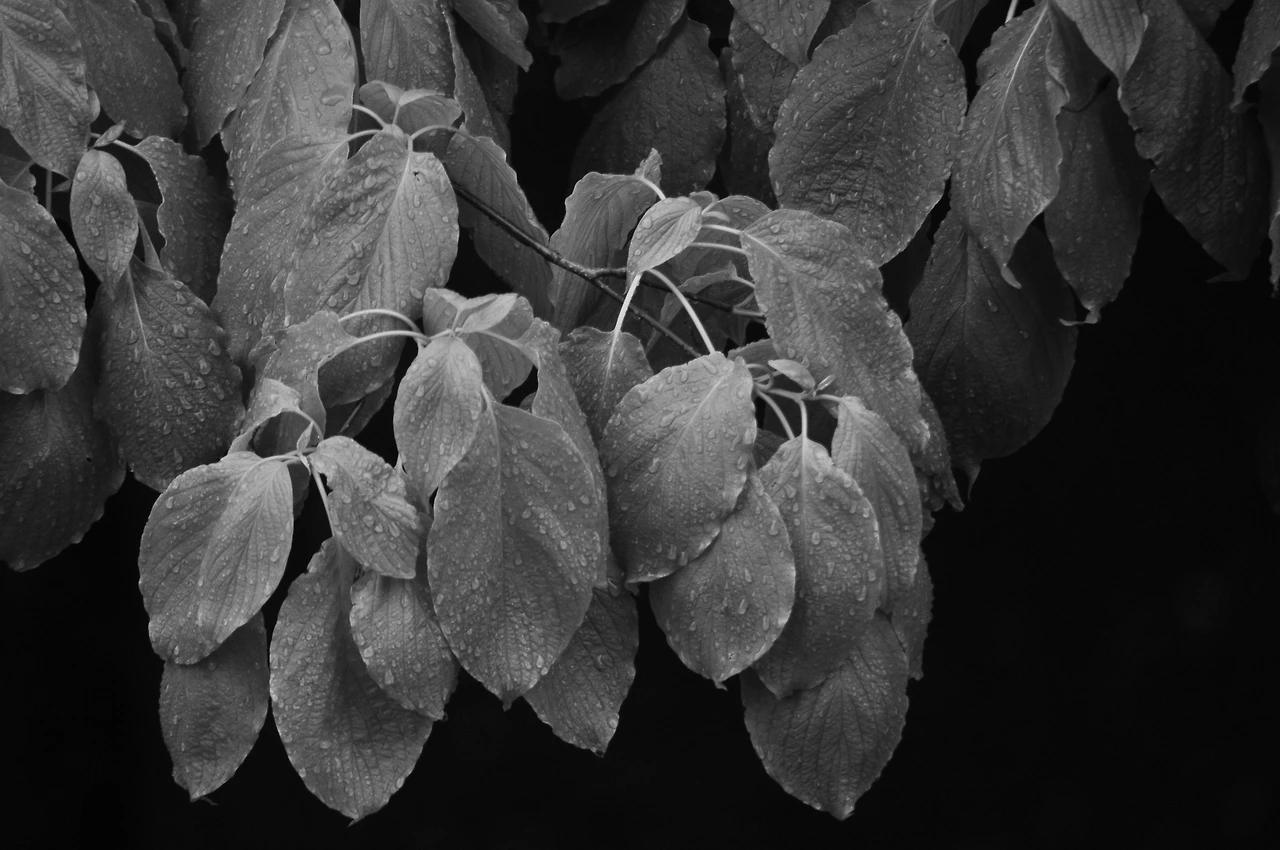 층층나무 (7).JPG