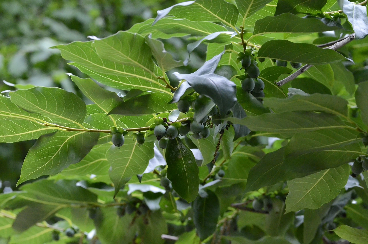 고욤나무 (10).JPG