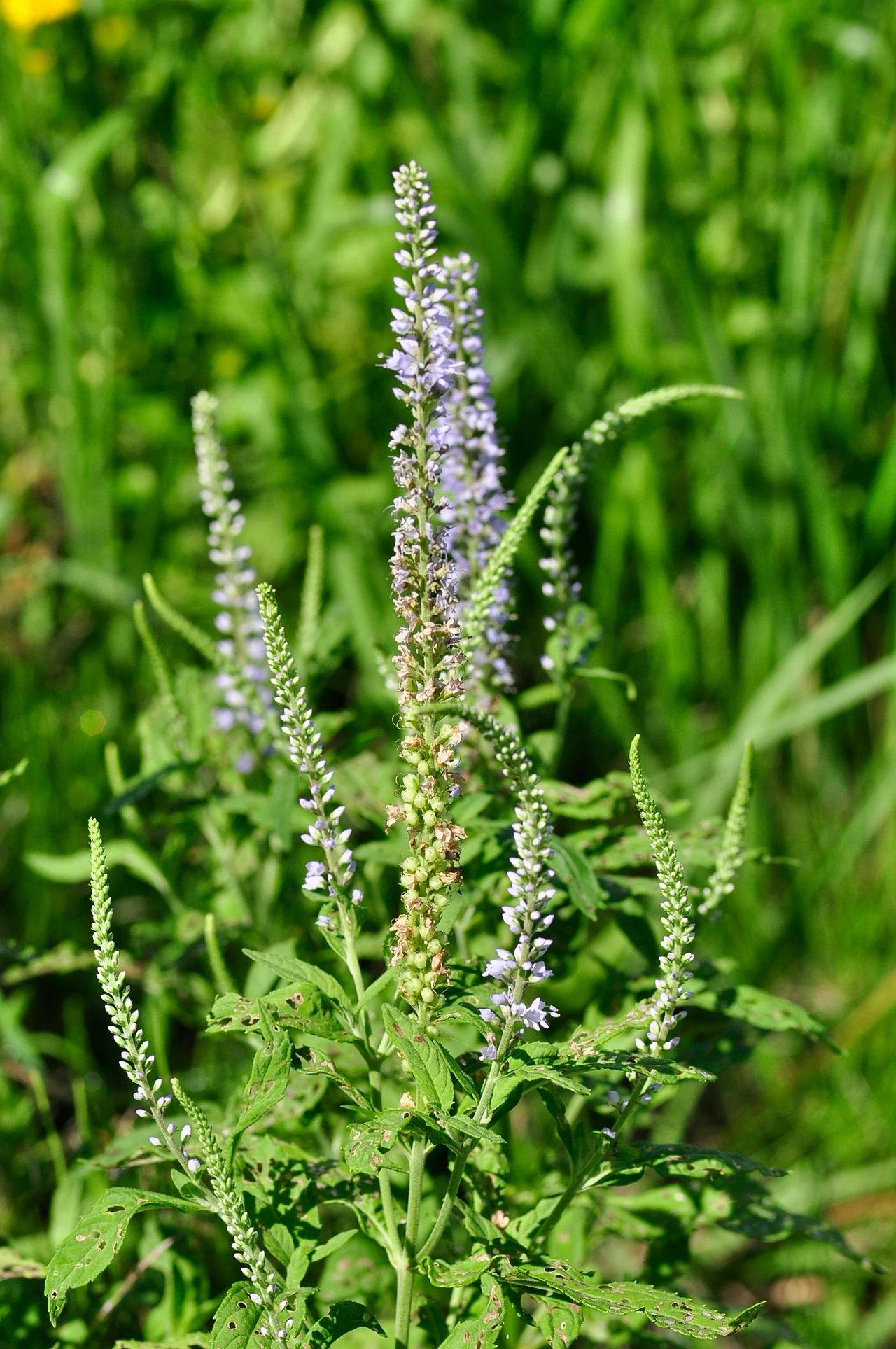 긴산꼬리풀 (2).JPG