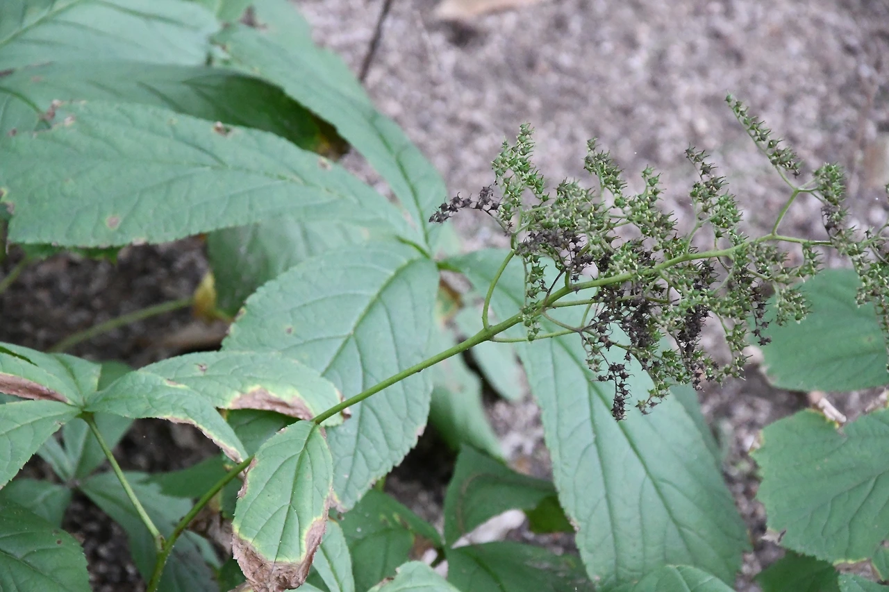 도깨비부채 (4).JPG