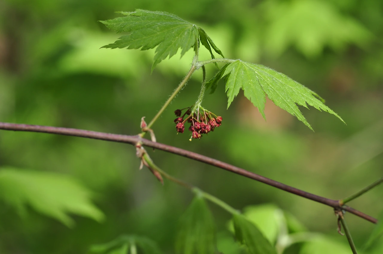 단풍나무 (7).JPG