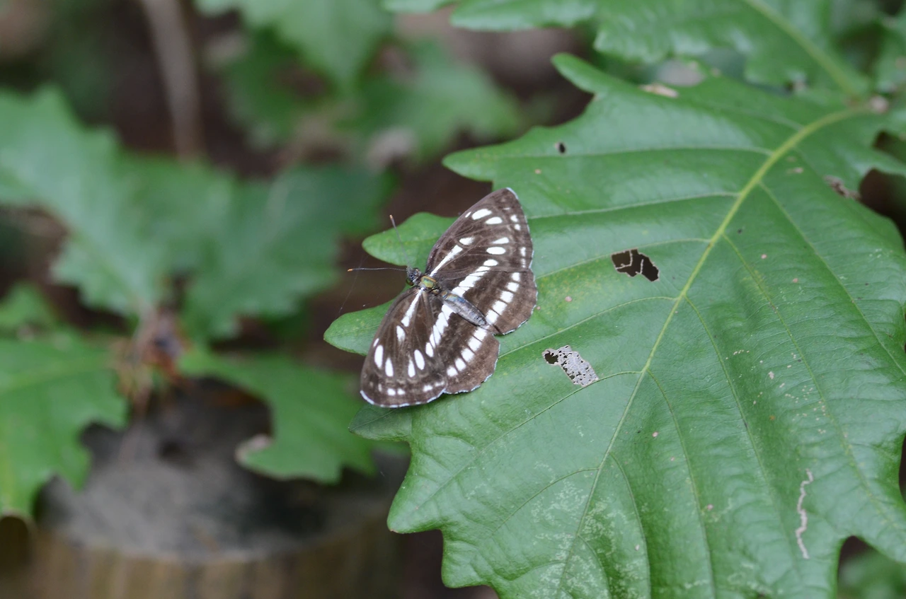 애기세줄나비 (2).JPG