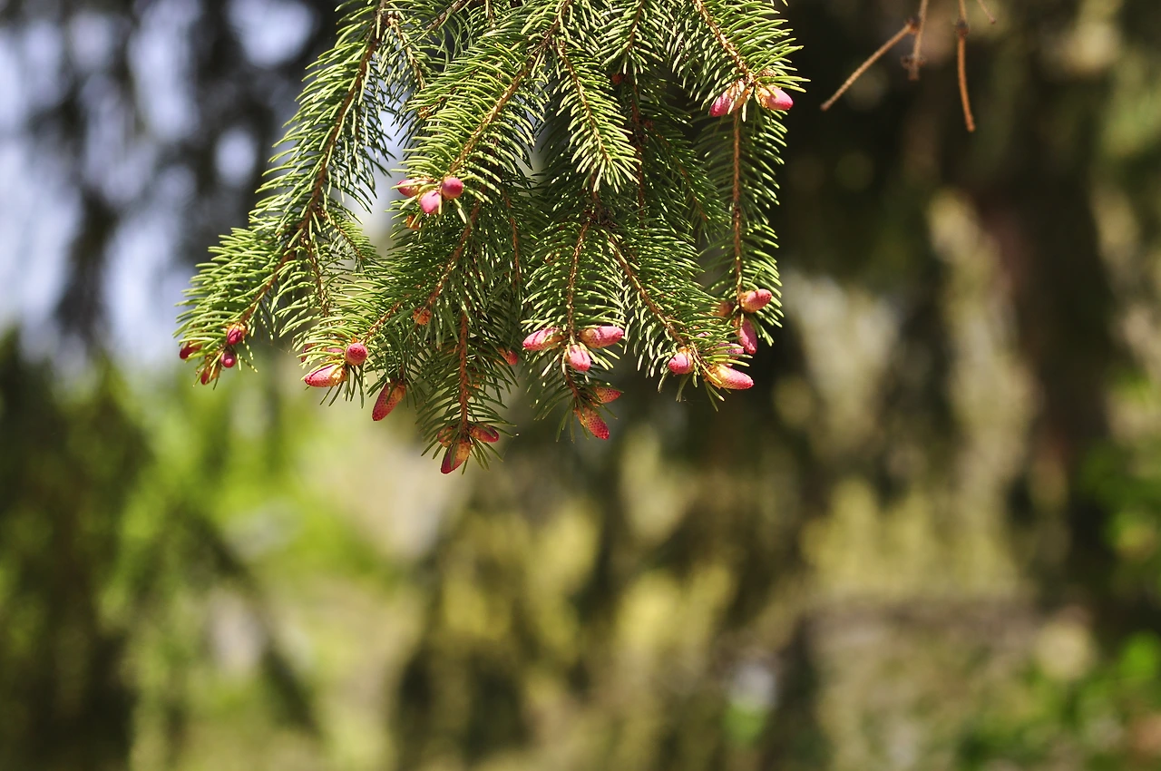 독일가문비나무 (3).JPG