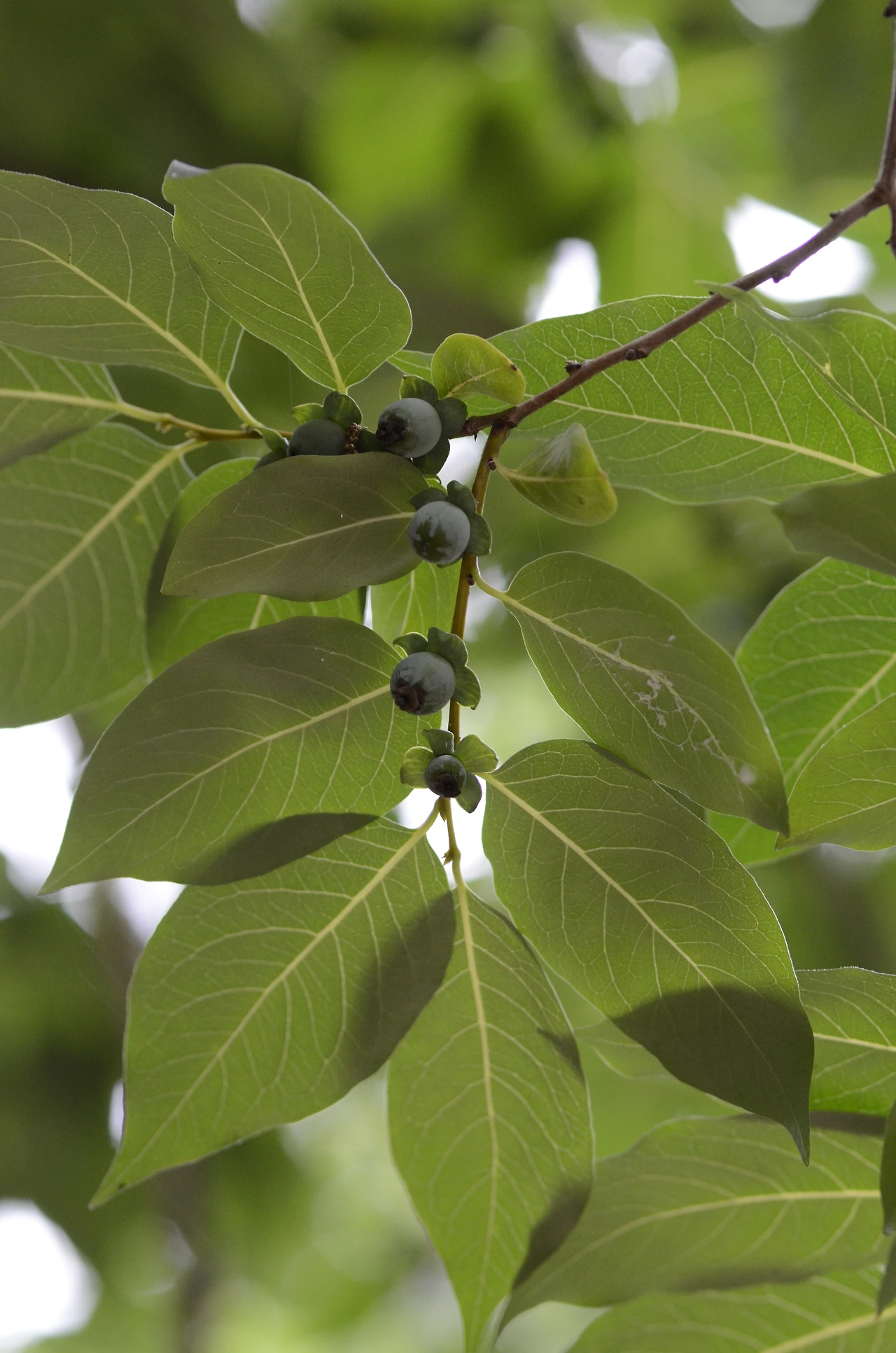 고욤나무 (3).JPG