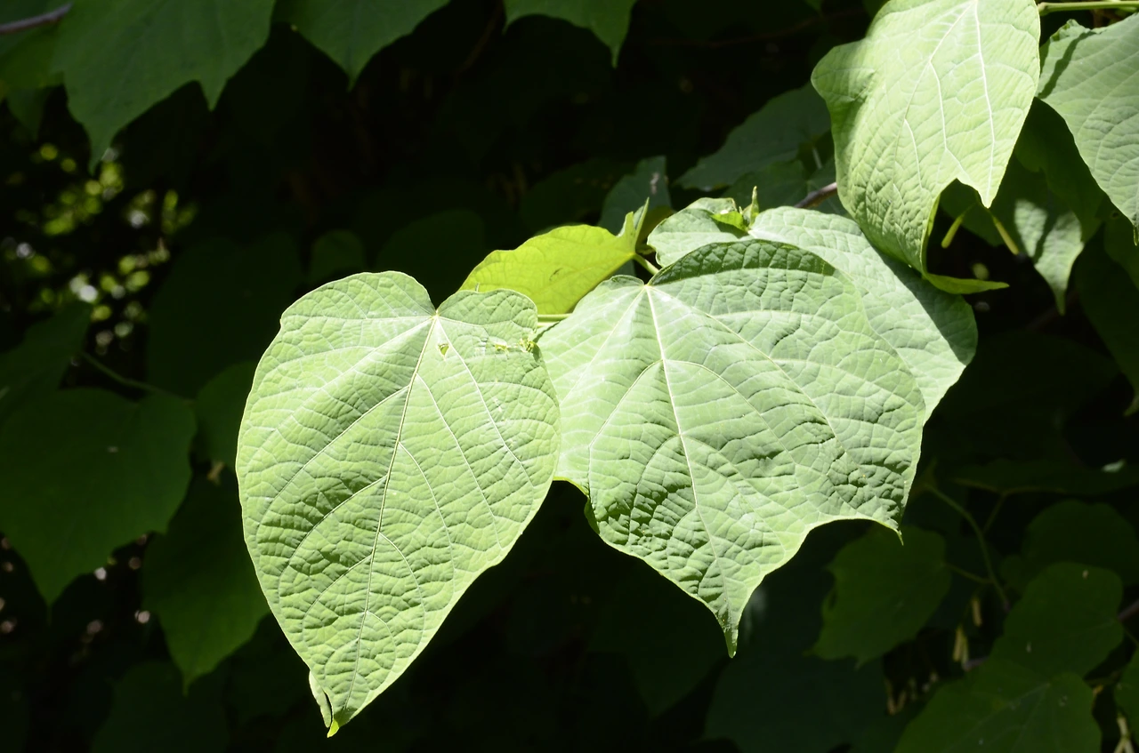 박쥐나무 (5).JPG