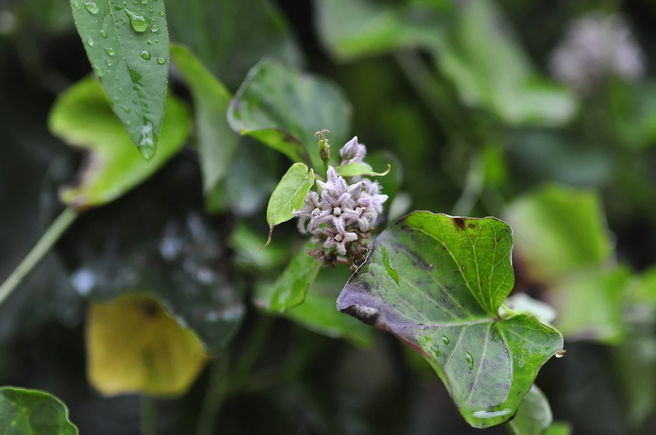 박주가리 (5).JPG