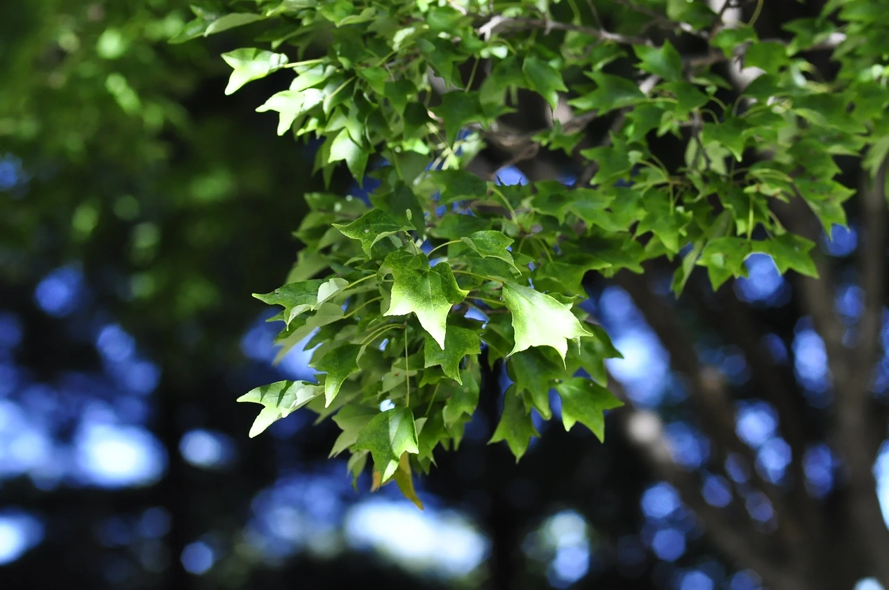 중국단풍나무 (2).JPG