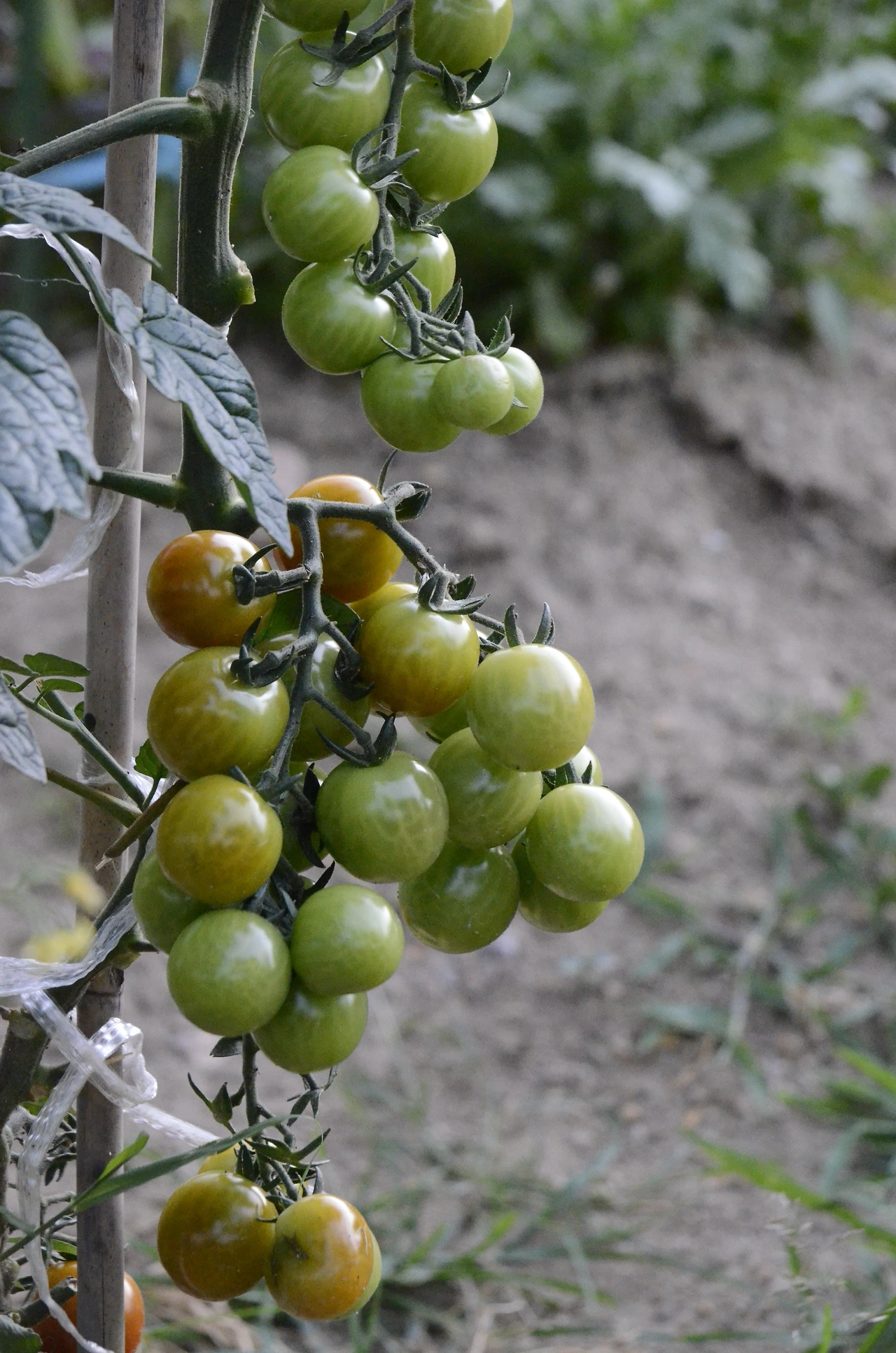 방울토마토 (4).JPG