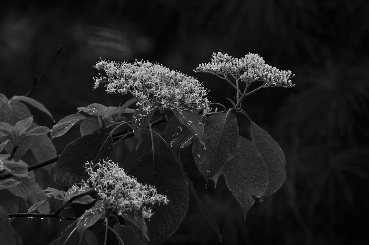 층층나무 (6).JPG