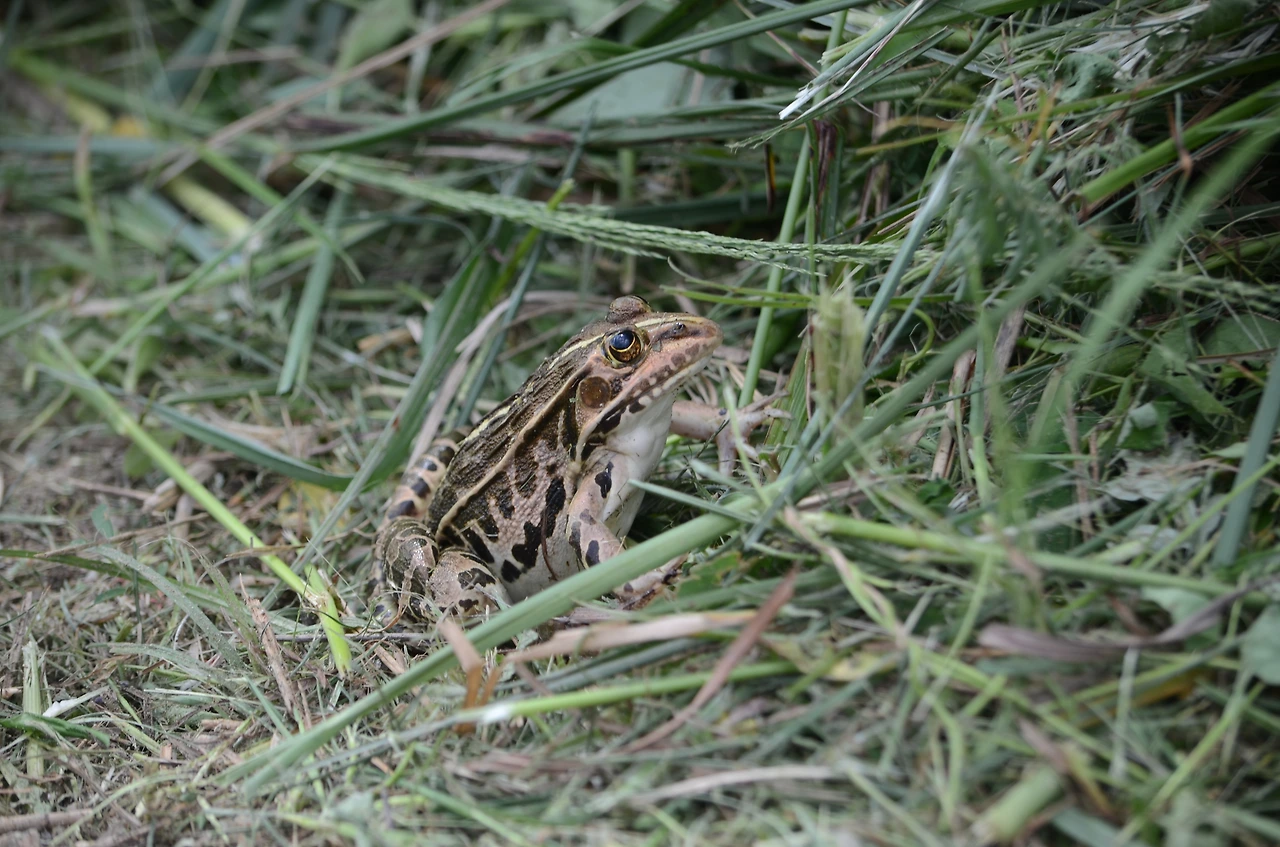 참개구리 (3).JPG