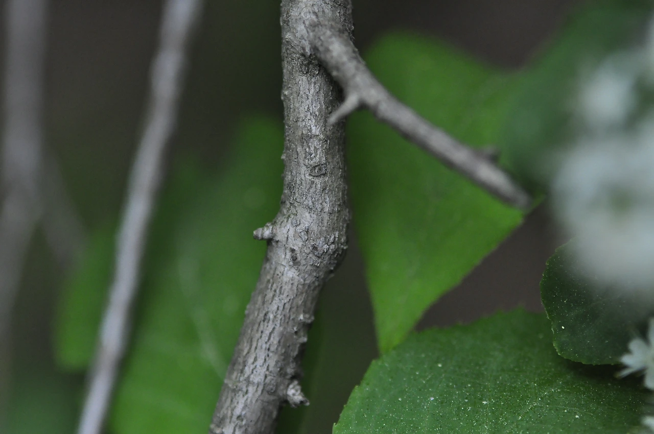 노린재나무 (7).JPG