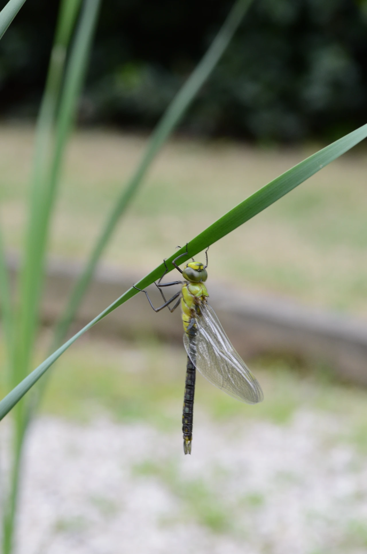 먹줄왕잠자리 (22).JPG