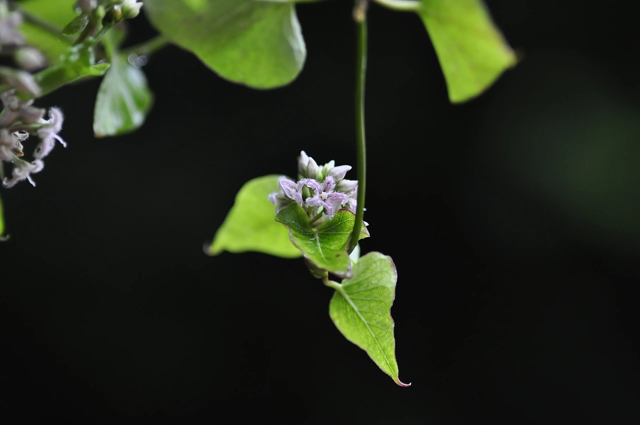 박주가리 (4).JPG