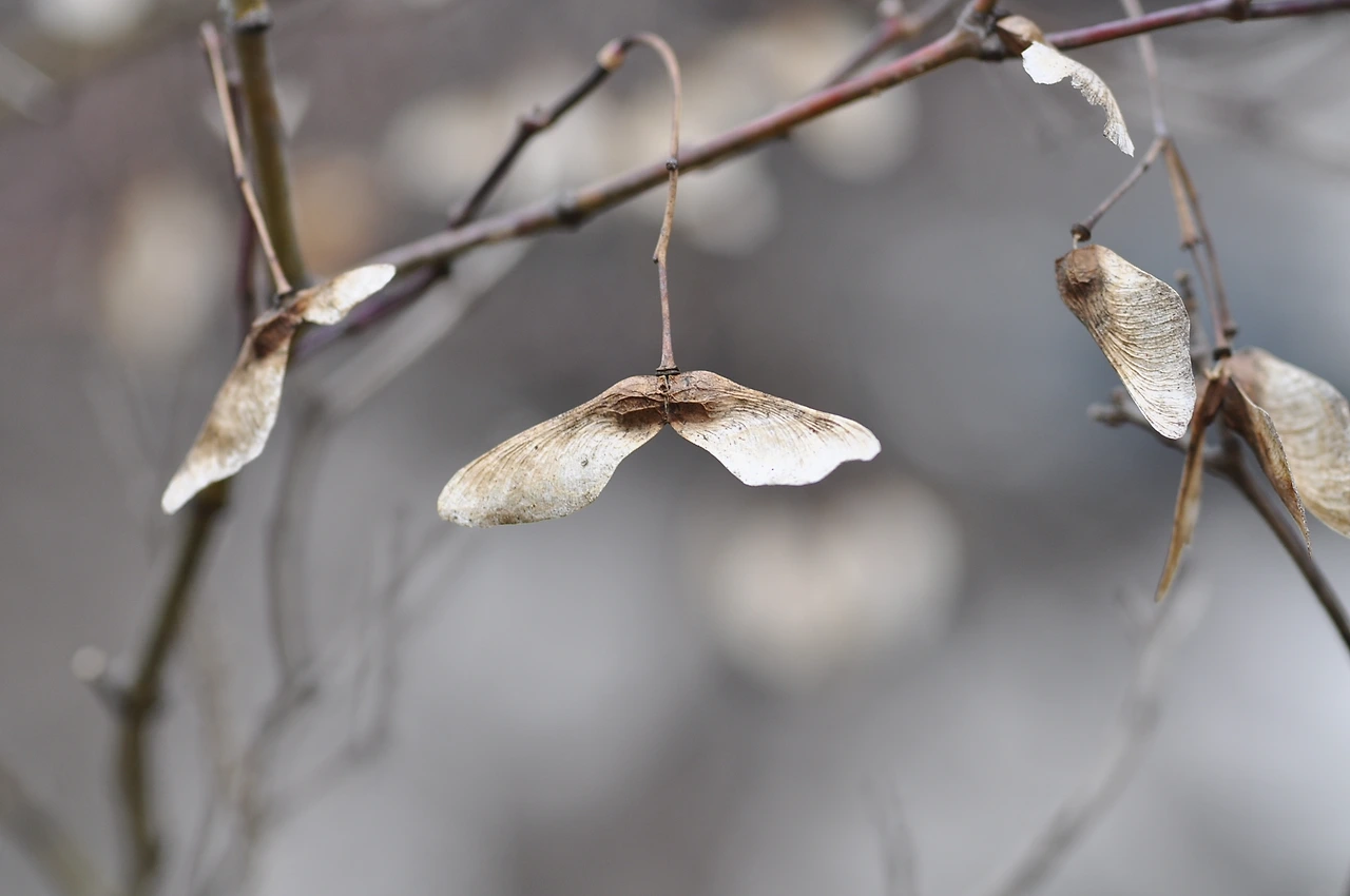 단풍나무 (2).JPG