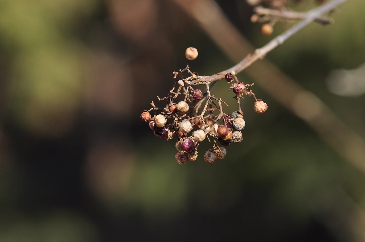 작살나무 (3).JPG