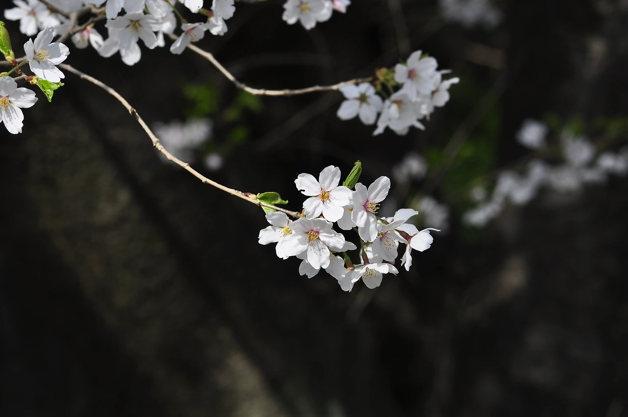 왕벚나무 (22).JPG