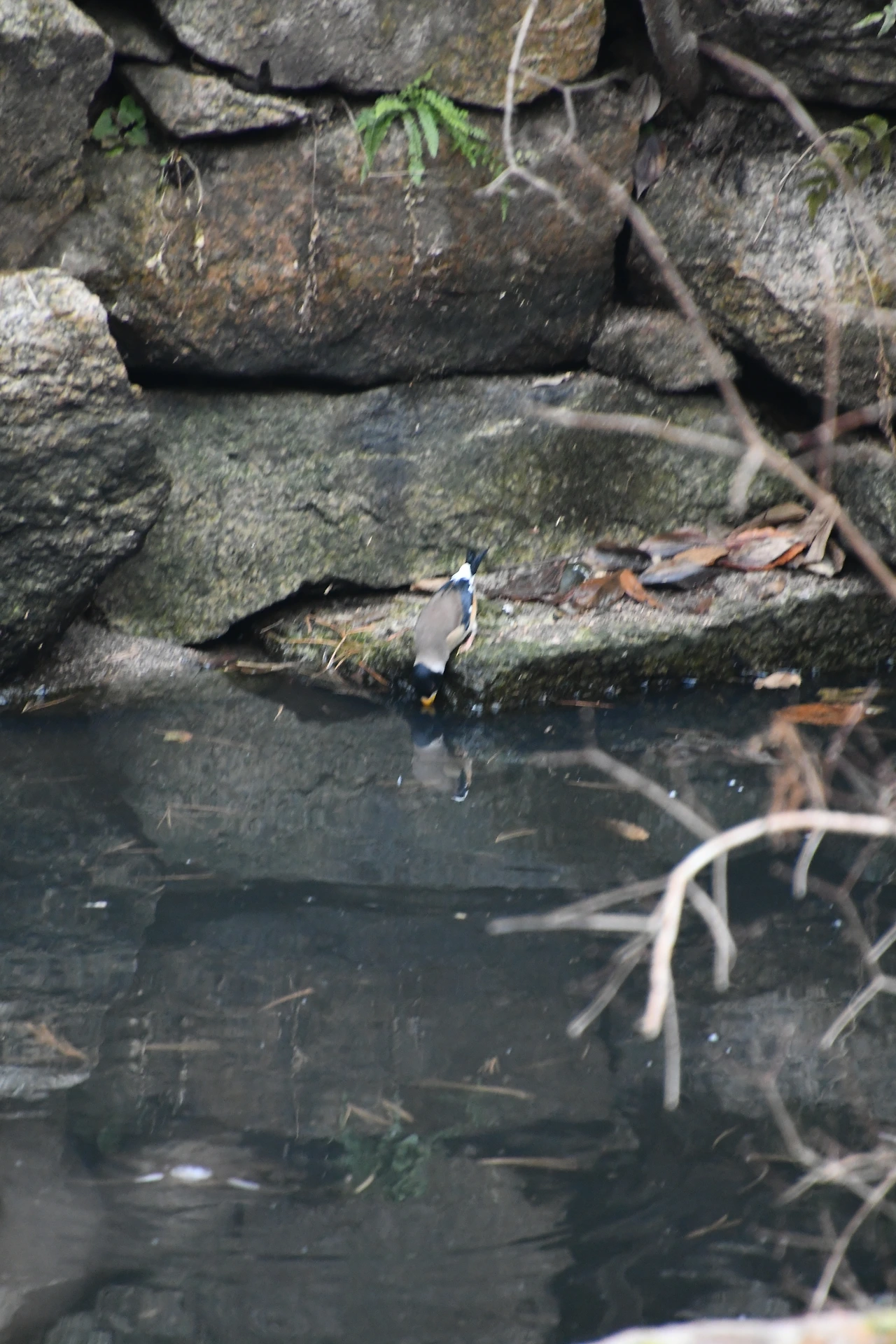 밀화부리 (8).JPG