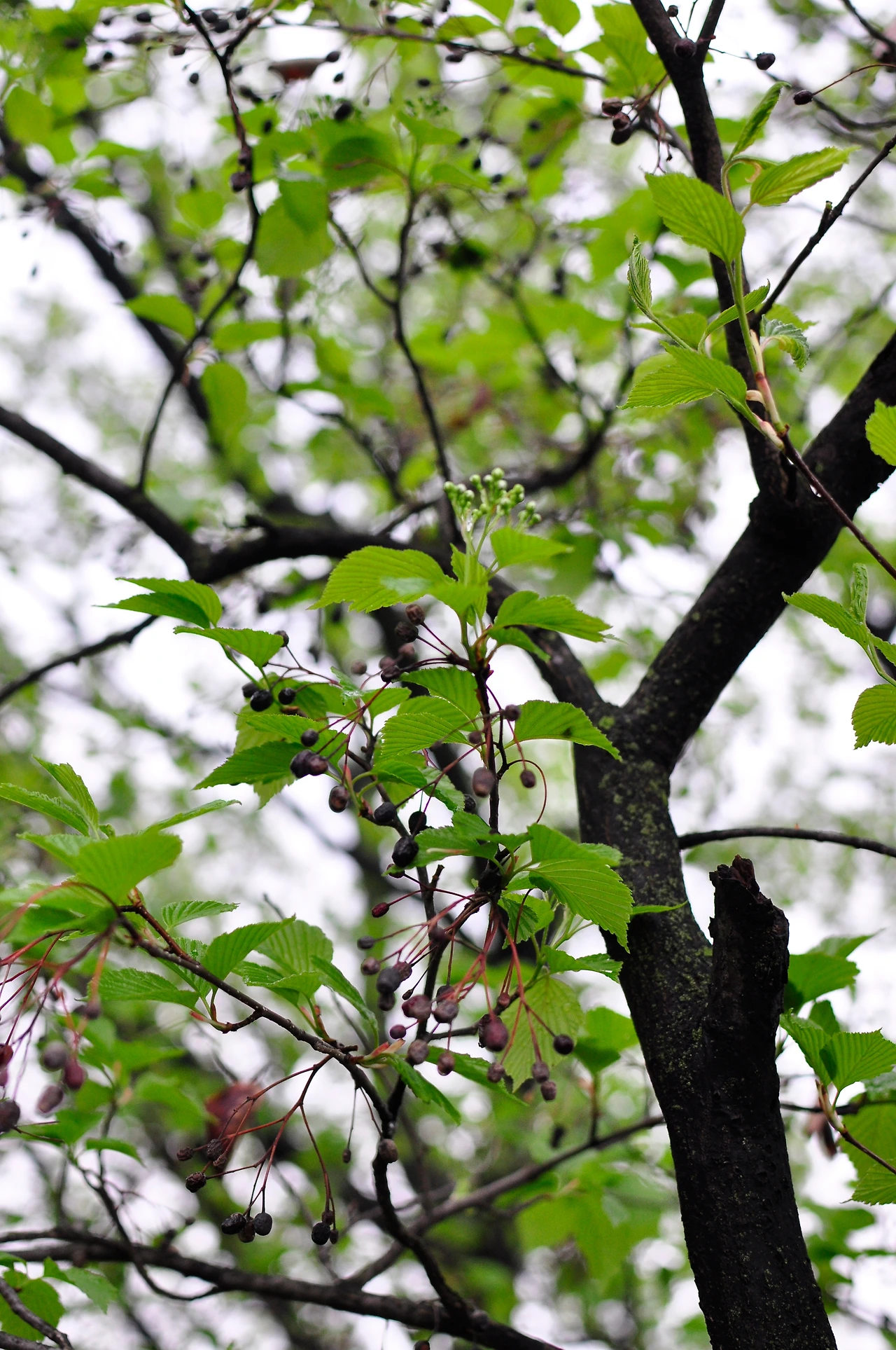 때죽나무 (3).JPG