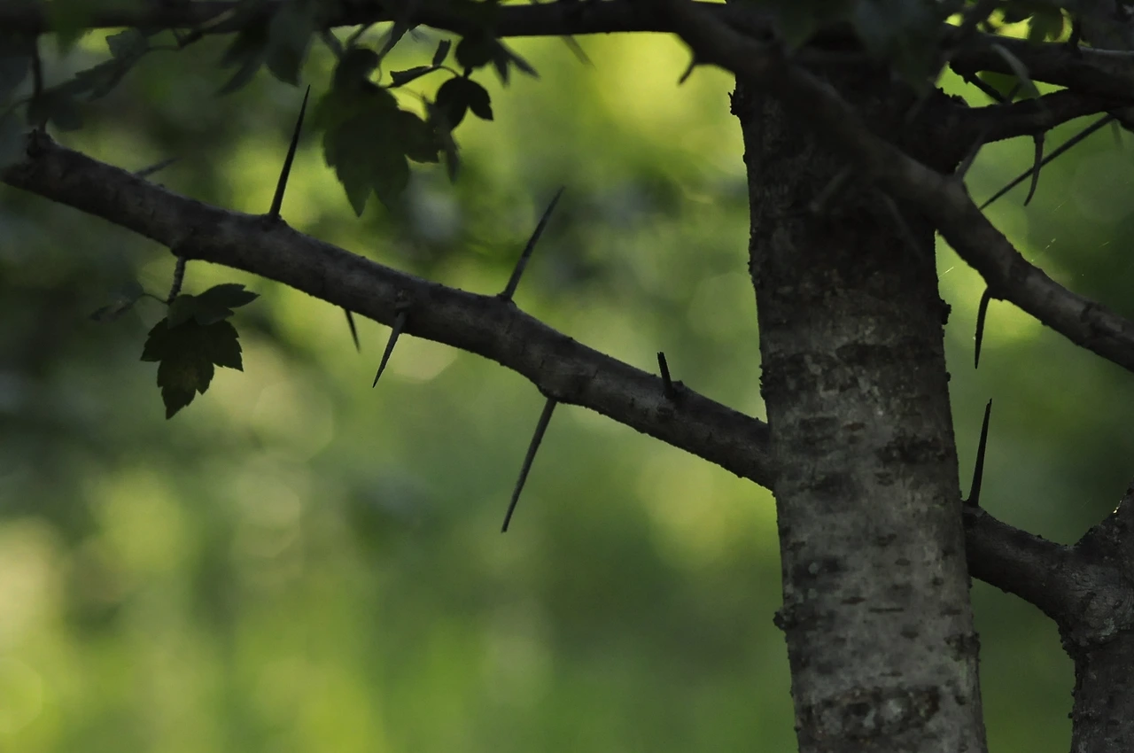 미국산사나무 (2).JPG