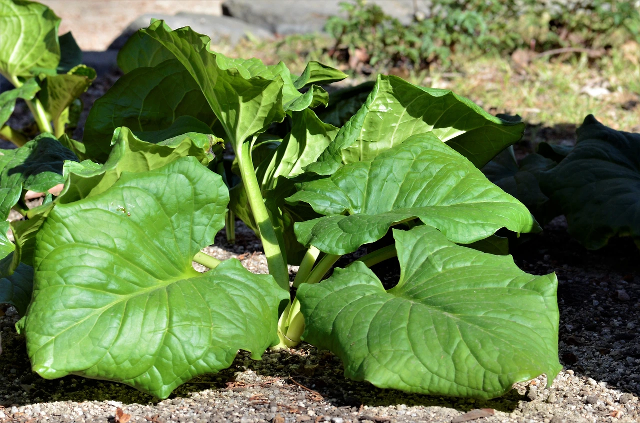 앉은부채 (3).JPG