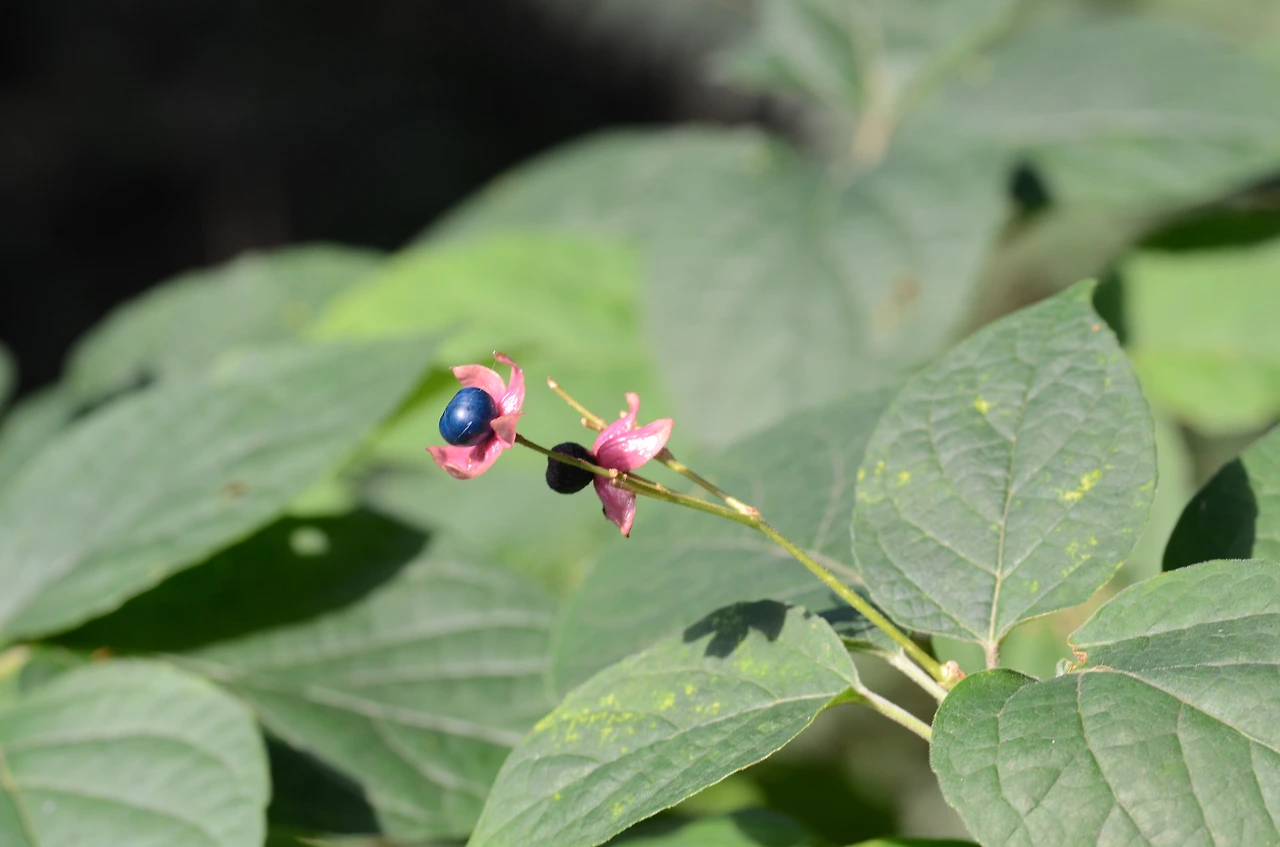 누리장나무 (4).JPG