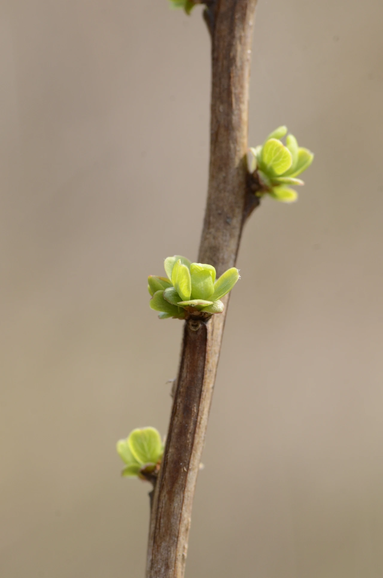 조팝나무 (3).JPG