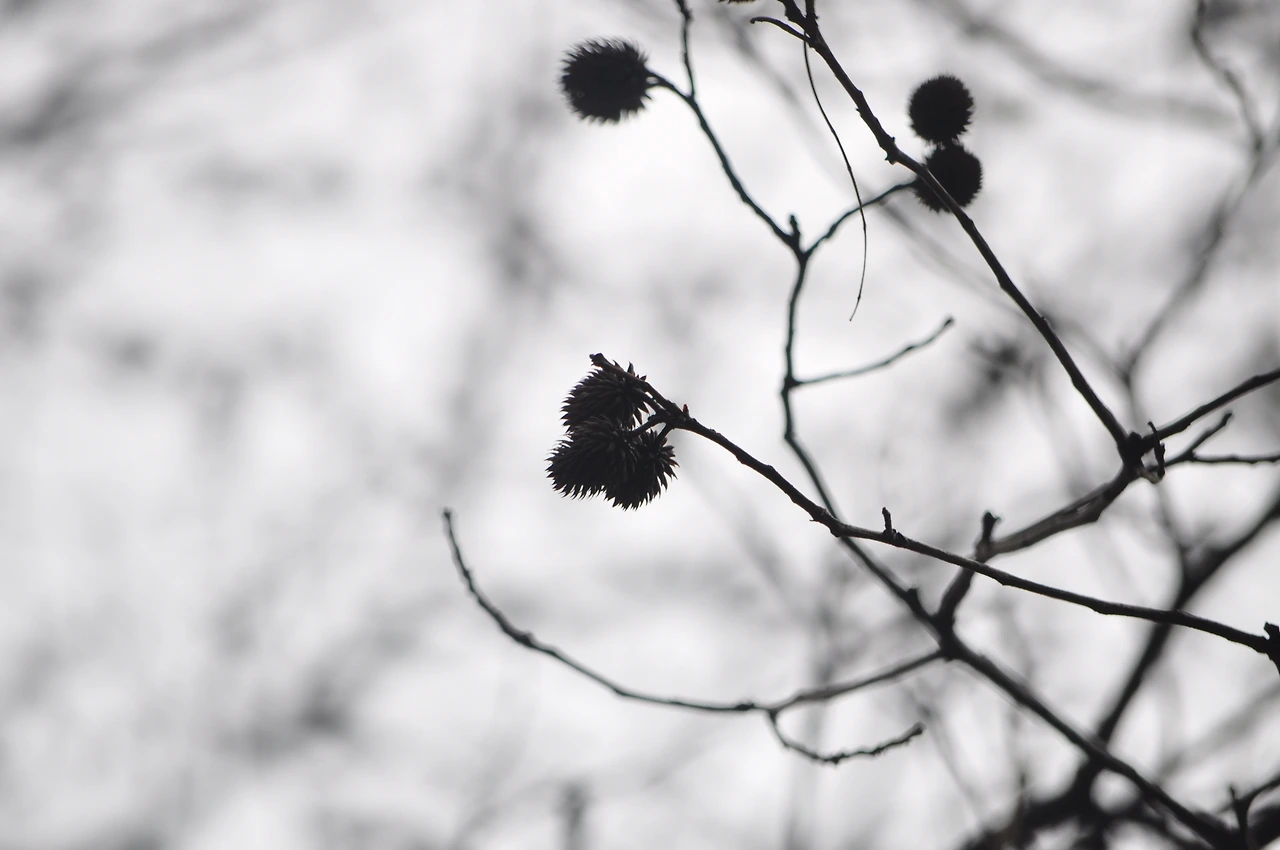 굴피나무(열매) (3).JPG