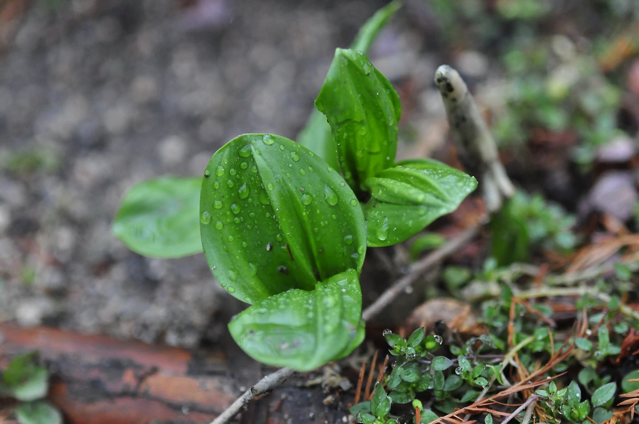 앉은부채_잎 (3).JPG