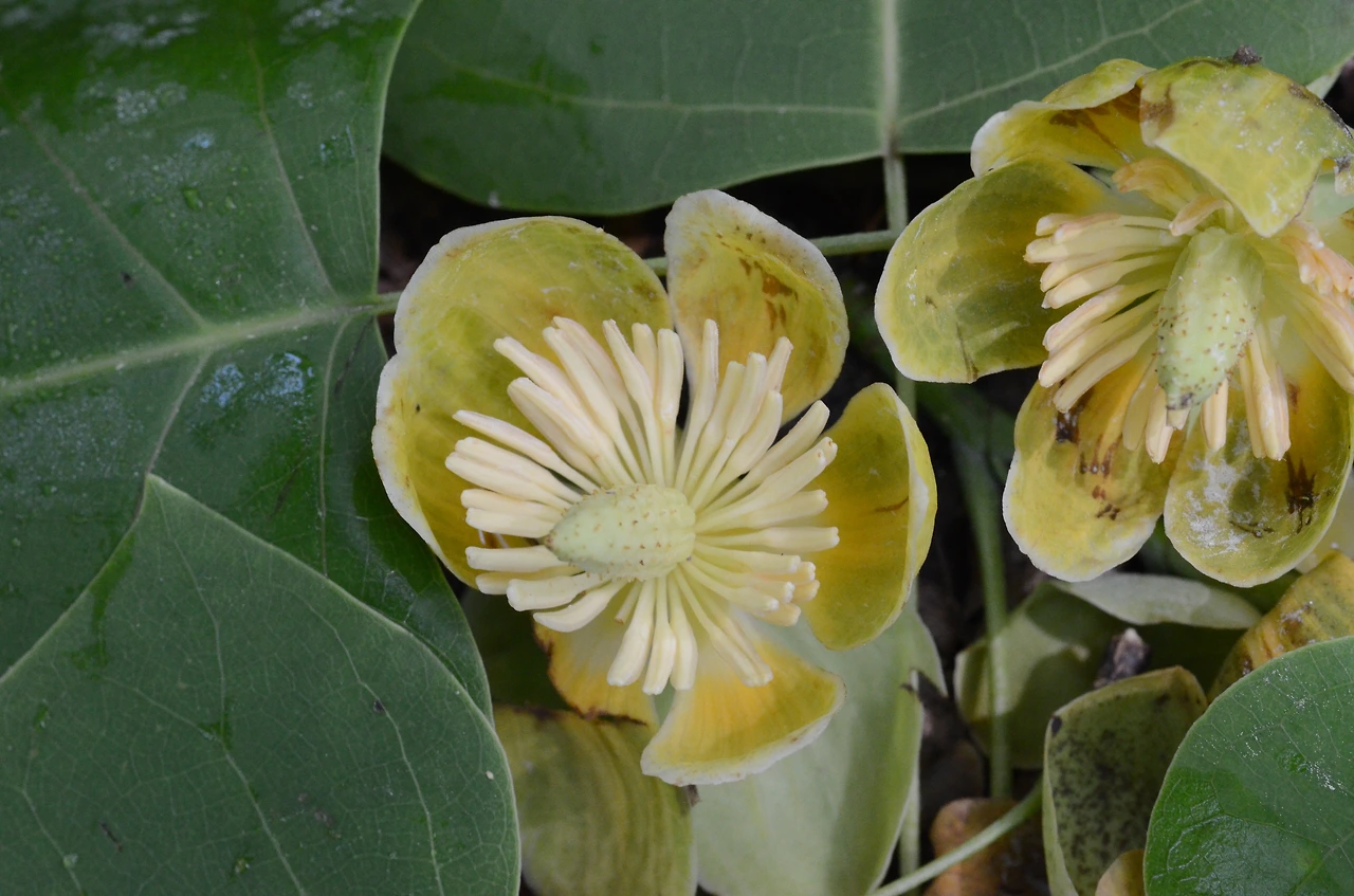 백합나무 (7).JPG