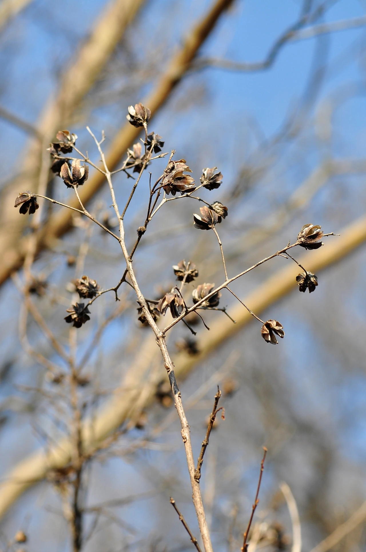 배롱나무 (2).JPG