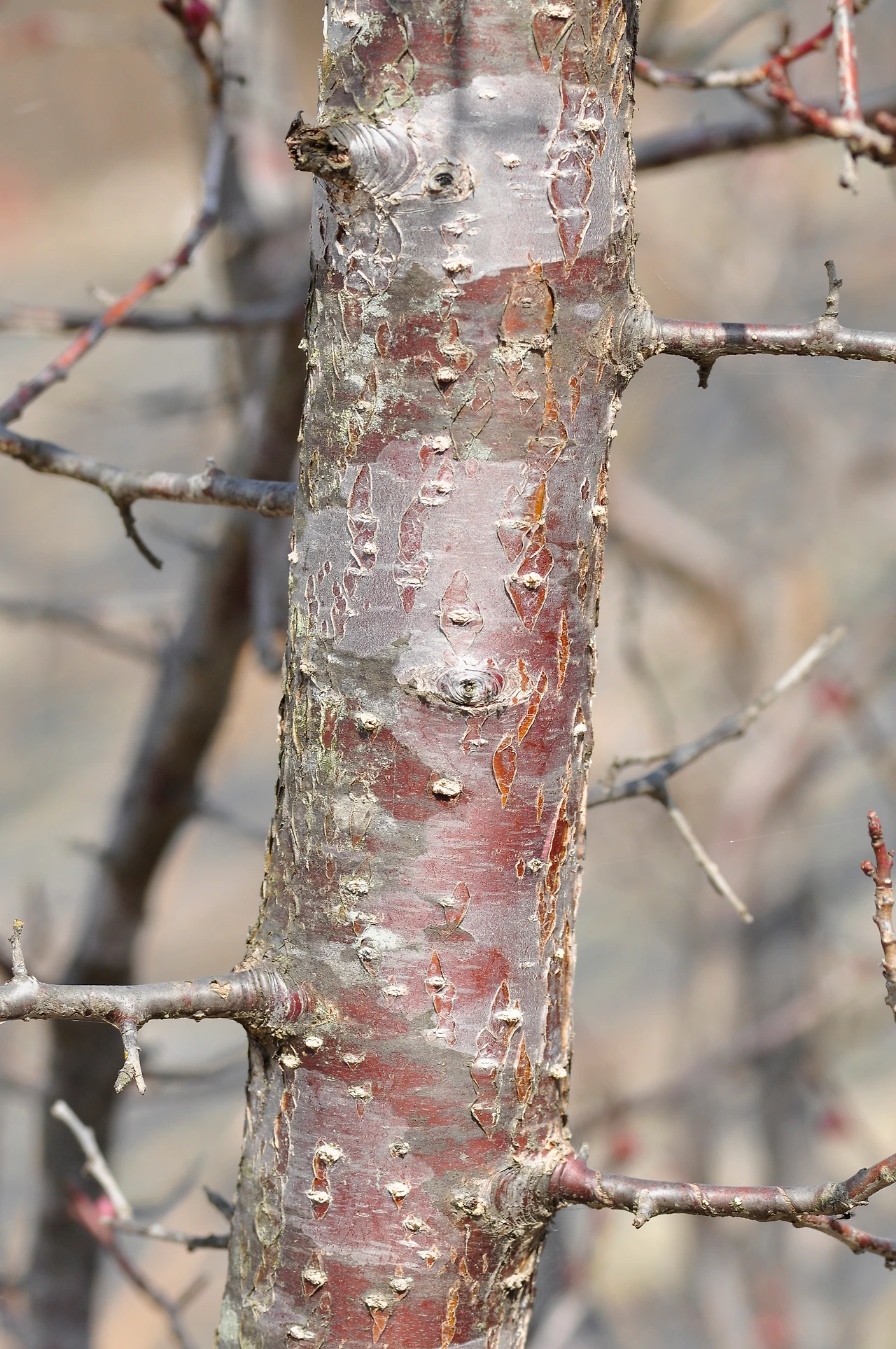 살구나무 (5).JPG