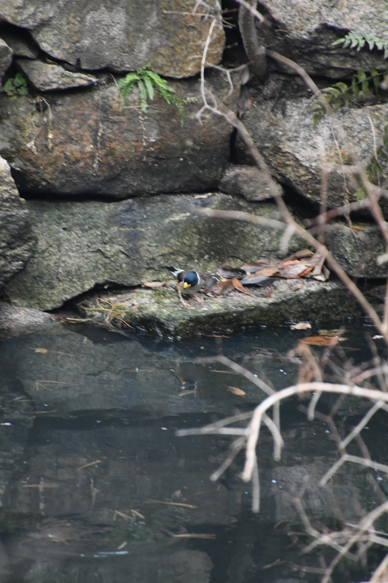 밀화부리 (7).JPG