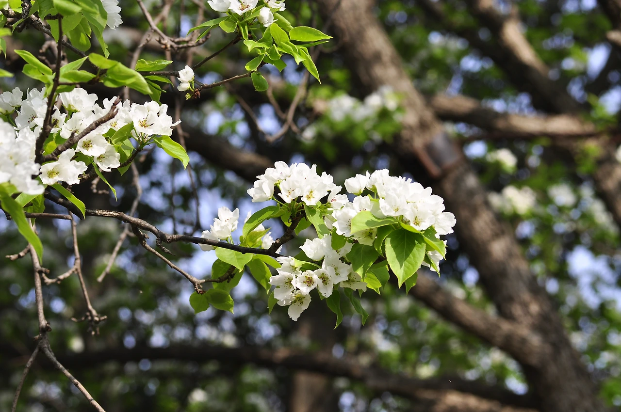 문배나무 (2).JPG