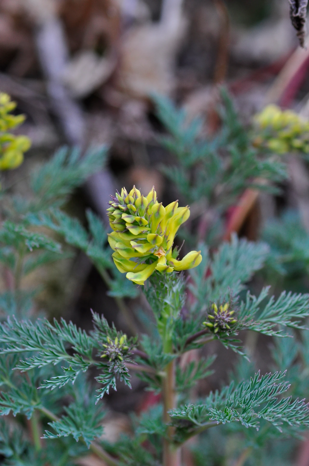 노란괴불주머니 (2).JPG