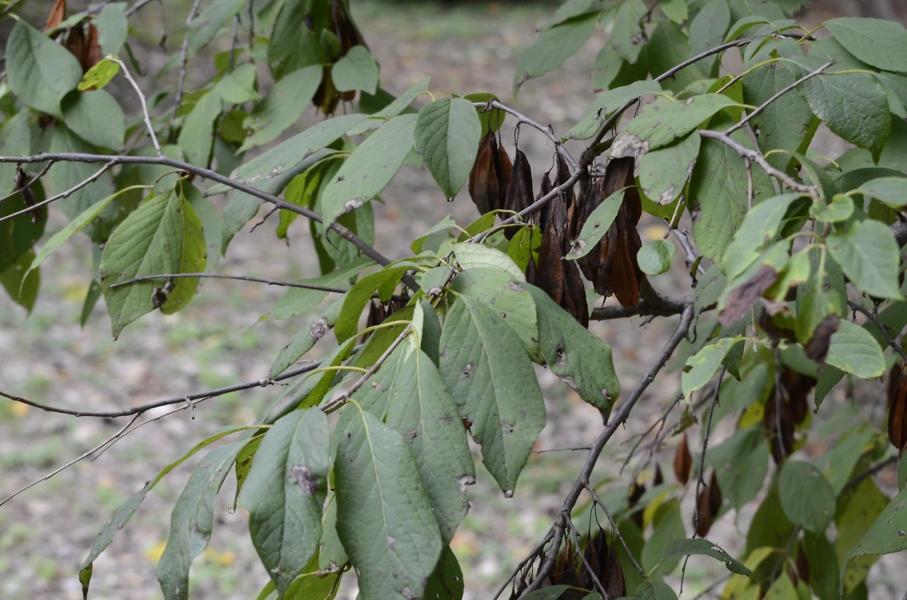 은종나무 (2).JPG